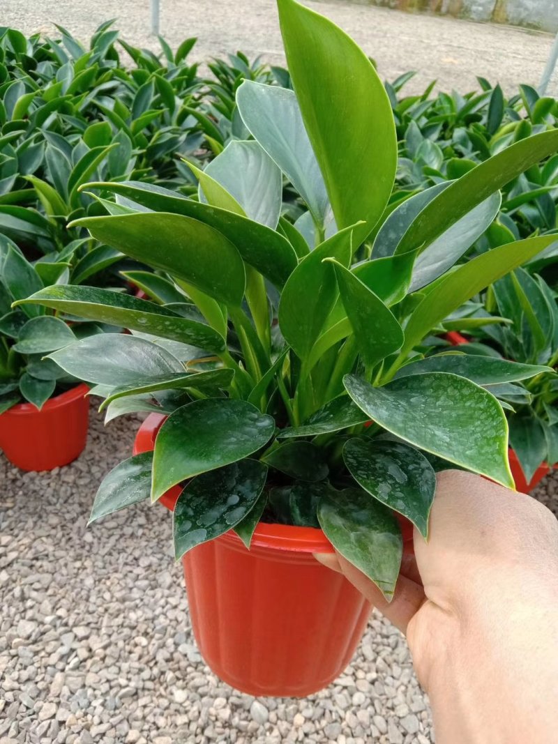 一品红（罗莎公主，粉公主）品种全质量保证价格合理发货及时