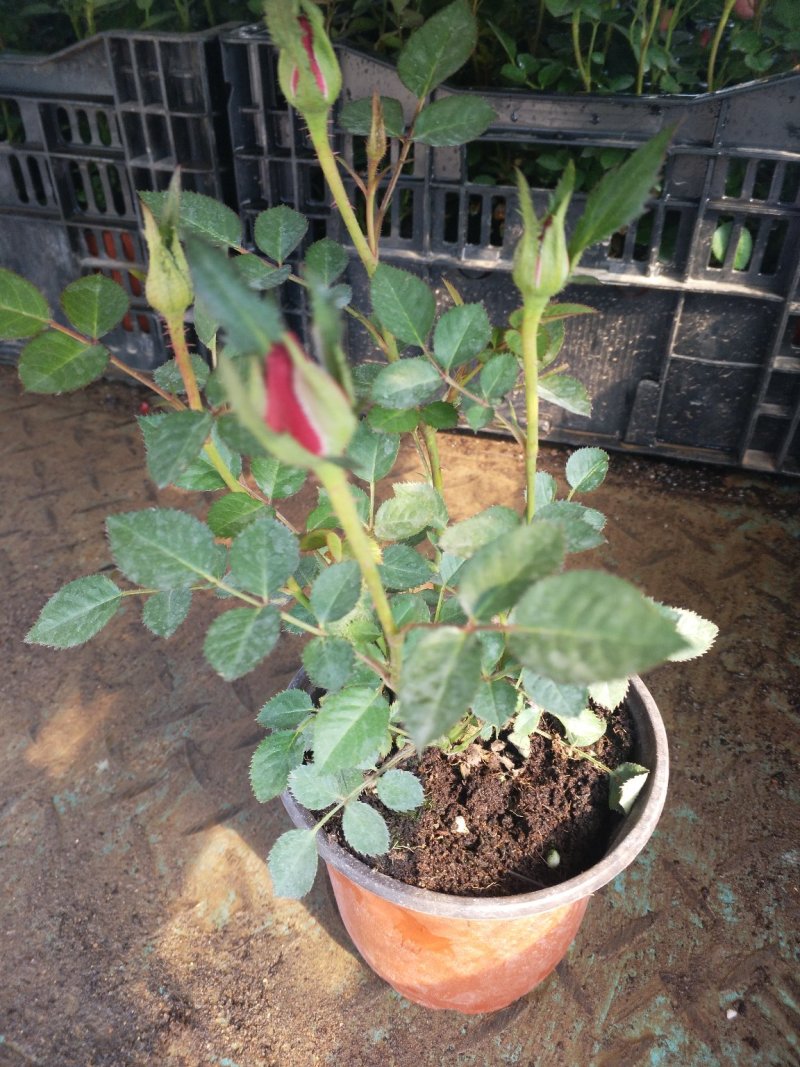 一品红（罗莎公主，粉公主）品种全质量保证价格合理发货及时