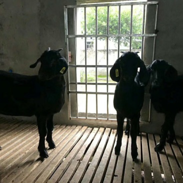 努比亚黑山羊养殖场种羊场