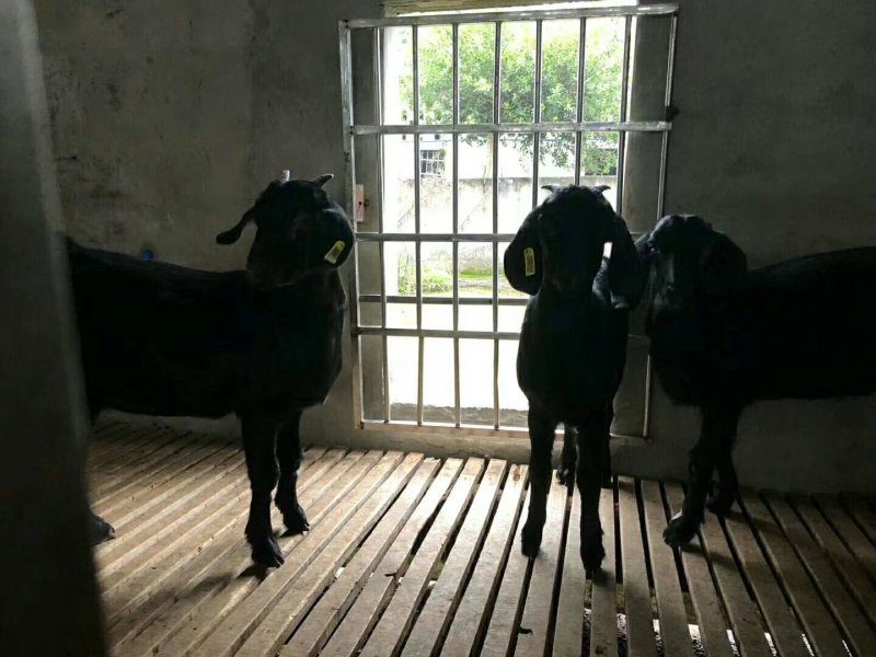 努比亚黑山羊养殖场种羊场