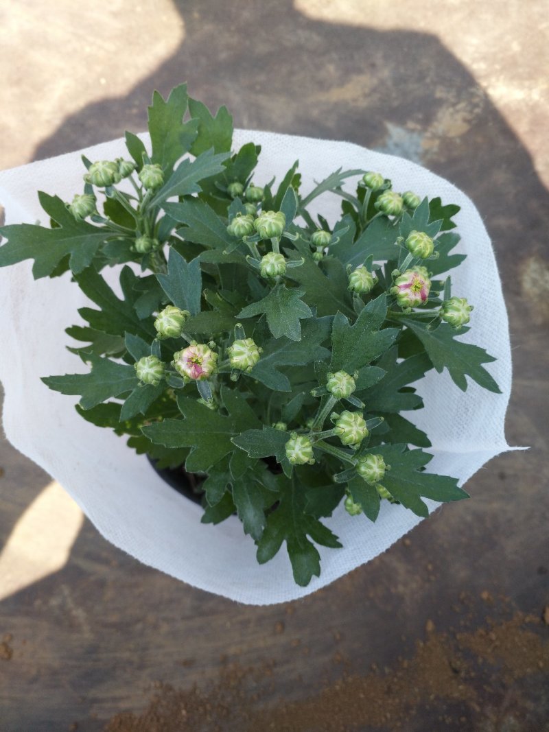 牵牛花，重瓣牵牛，垂吊牵牛颜色多花色鲜艳