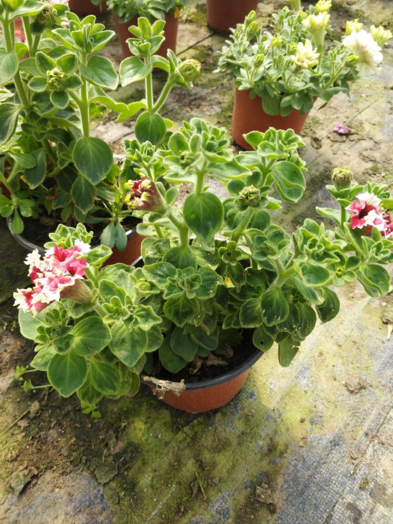牵牛花，重瓣牵牛，垂吊牵牛颜色多花色鲜艳