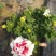 牵牛花，重瓣牵牛，垂吊牵牛颜色多花色鲜艳