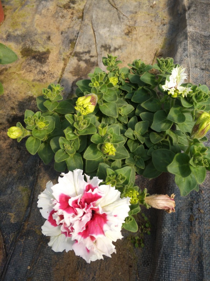牵牛花，重瓣牵牛，垂吊牵牛颜色多花色鲜艳