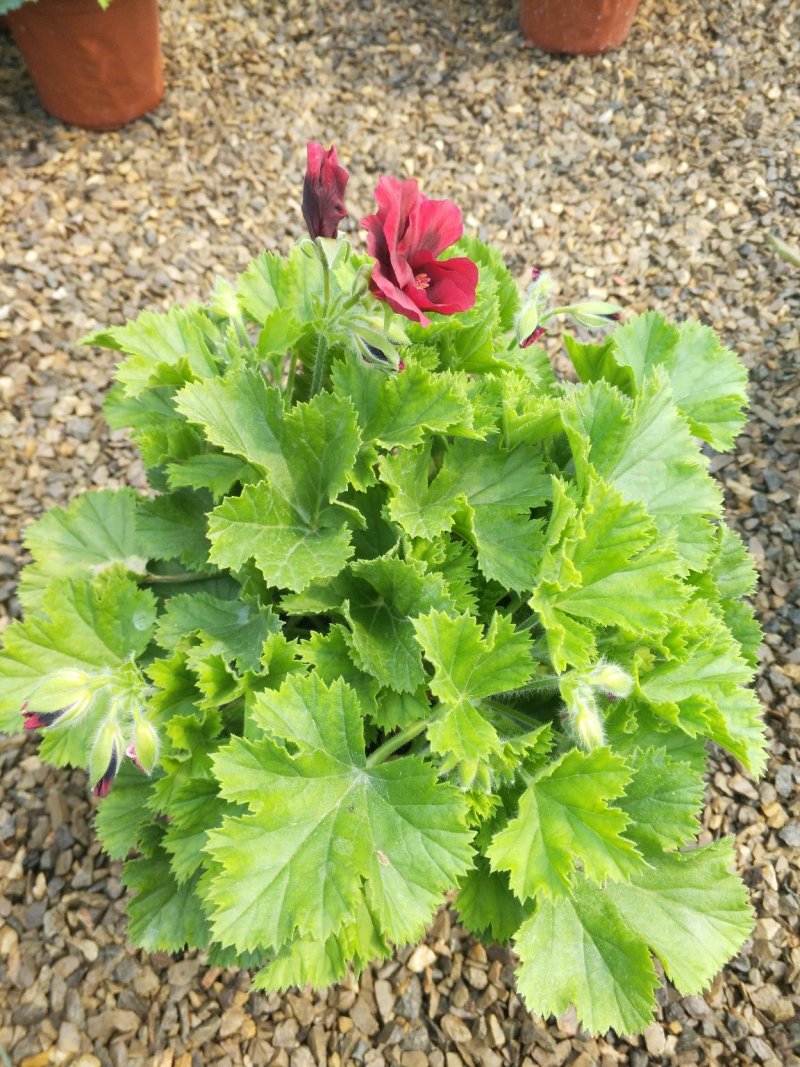 牵牛花，重瓣牵牛，垂吊牵牛颜色多花色鲜艳