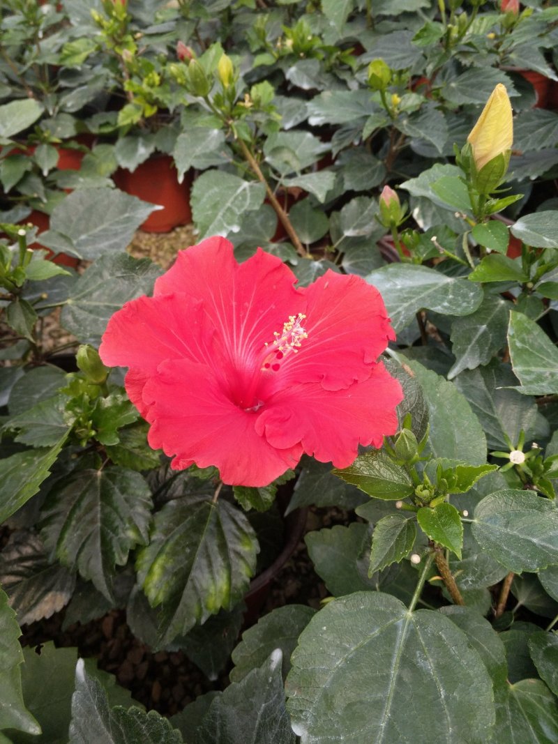 牵牛花，重瓣牵牛，垂吊牵牛颜色多花色鲜艳