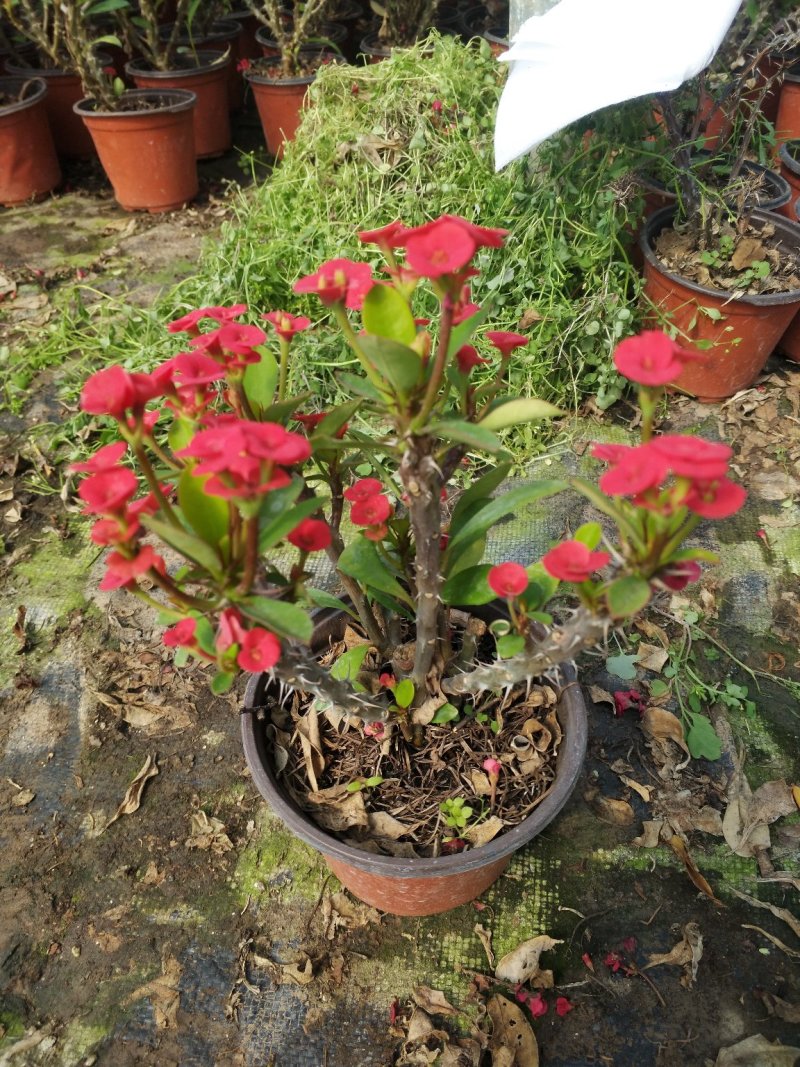 牵牛花，重瓣牵牛，垂吊牵牛颜色多花色鲜艳