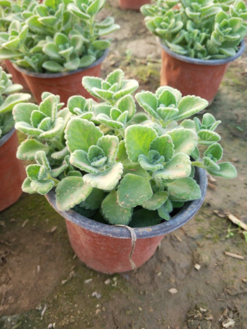 牵牛花，重瓣牵牛，垂吊牵牛颜色多花色鲜艳