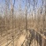 白蜡树白蜡杆树【速生白蜡树对节白蜡大规格白蜡】产地批发
