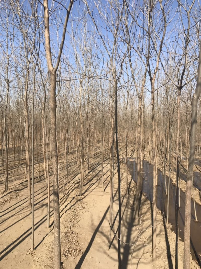白蜡树白蜡杆树【速生白蜡树对节白蜡大规格白蜡】产地批发