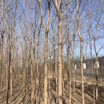 白蜡树白蜡杆树【速生白蜡树对节白蜡大规格白蜡】产地批发