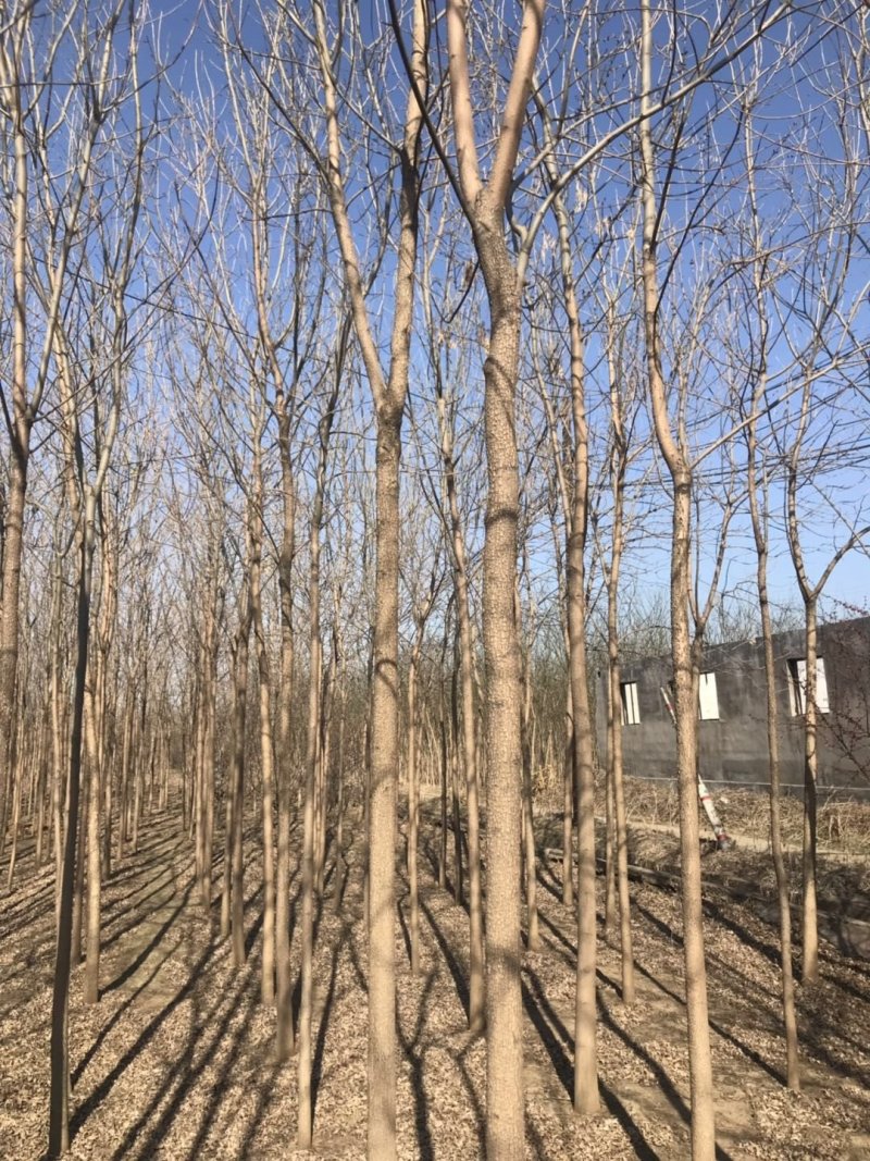 白蜡树白蜡杆树【速生白蜡树对节白蜡大规格白蜡】产地批发