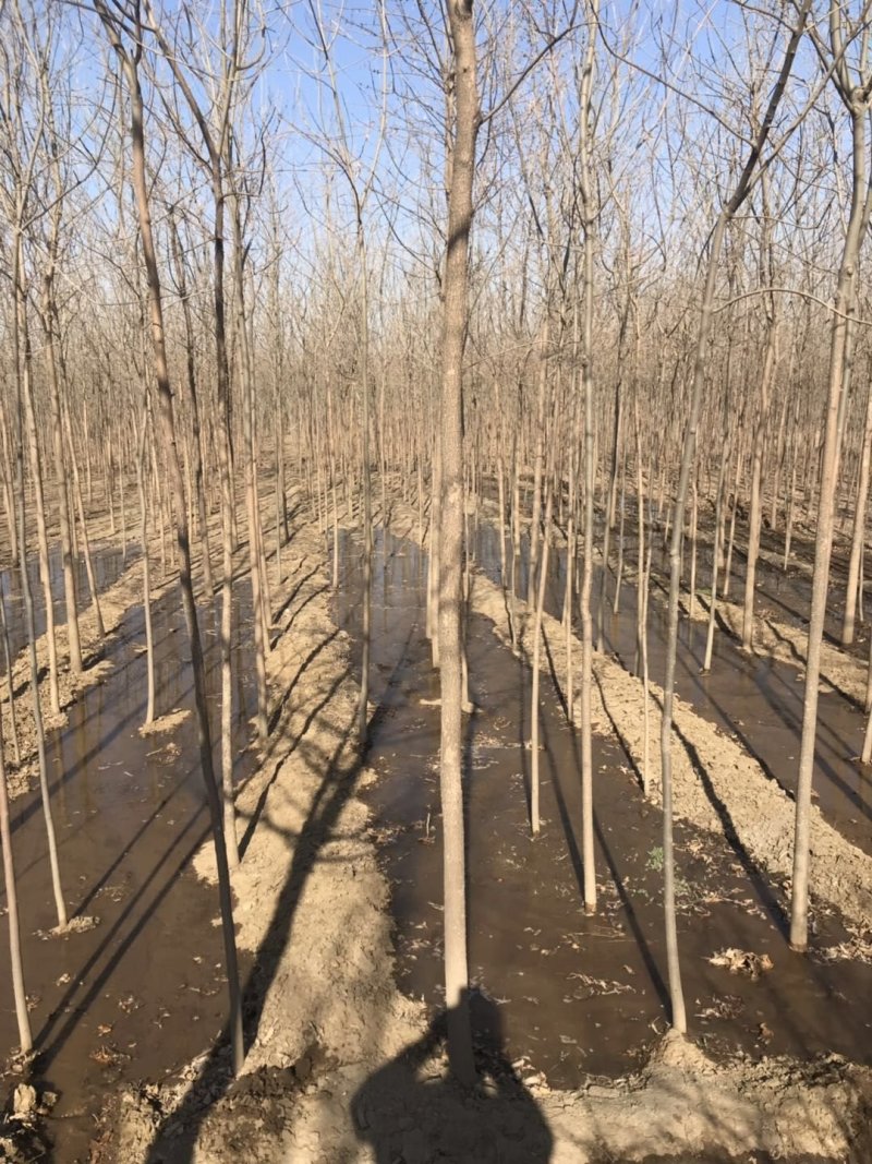 白蜡树白蜡杆树【速生白蜡树对节白蜡大规格白蜡】产地批发