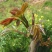 春芽树苗