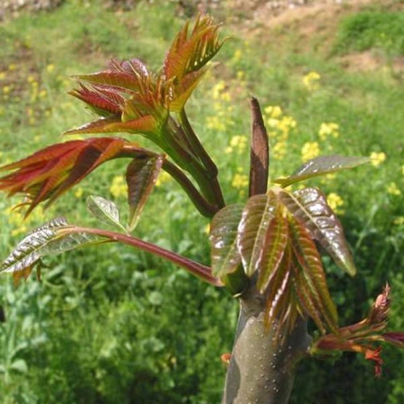 春芽树苗