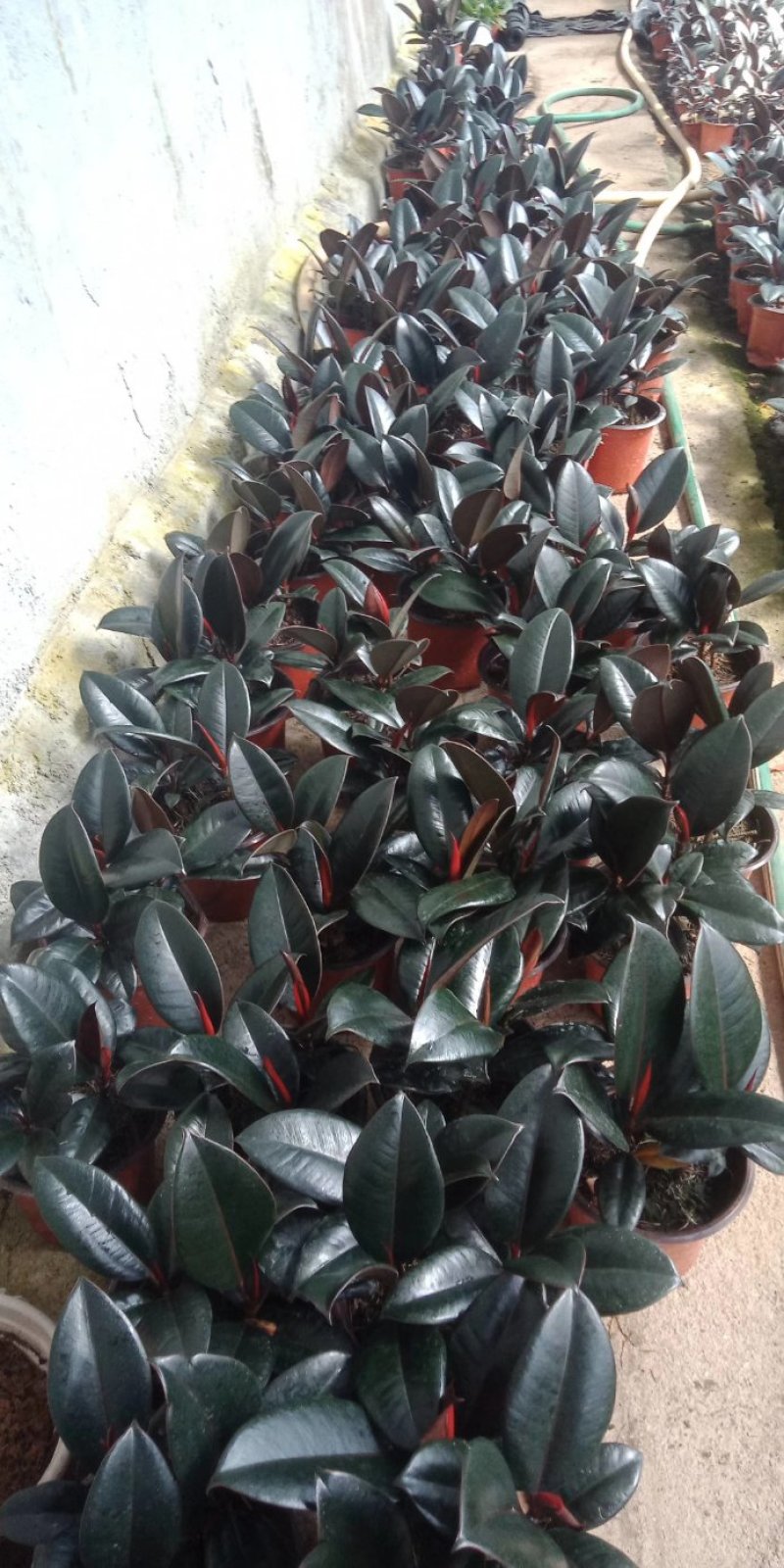 橡皮树盆栽基地直发