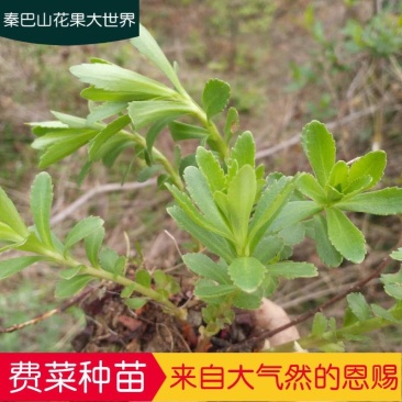费菜，养心菜种苗
