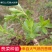 费菜，养心菜种苗