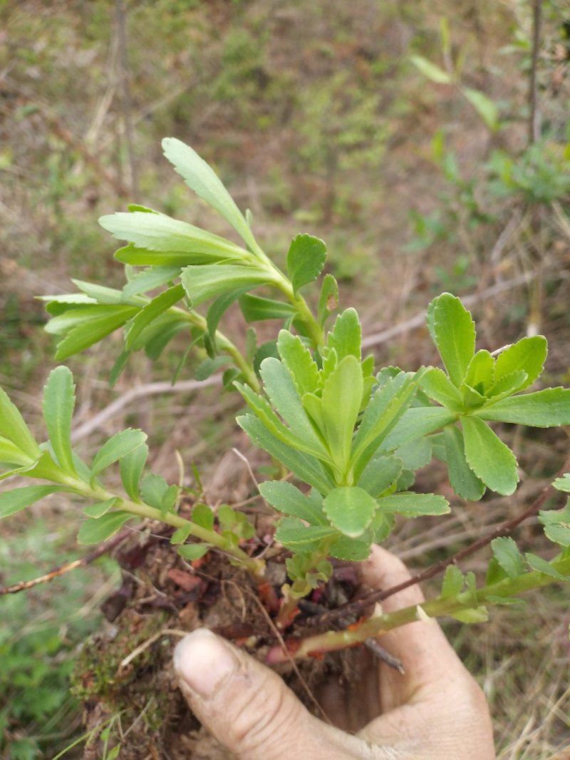 费菜，养心菜种苗