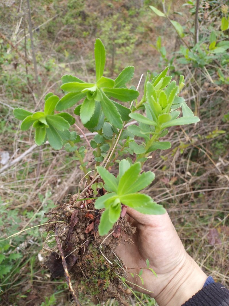费菜，养心菜种苗