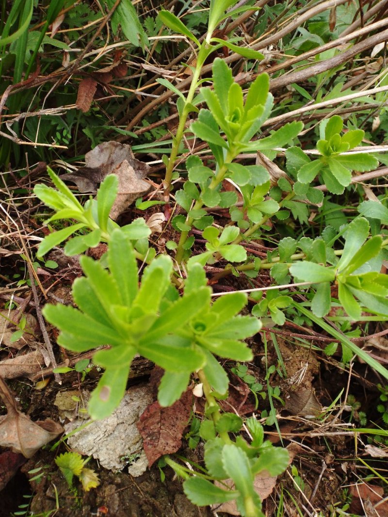 费菜，养心菜种苗