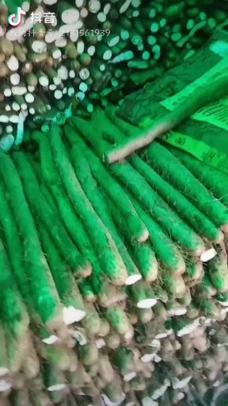 白玉山药
