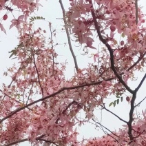 花旗木苗又名桃红阵雨树，泰国樱花