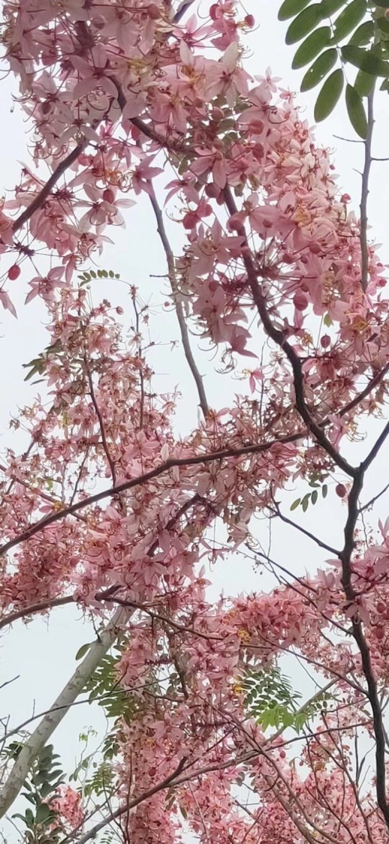 花旗木苗又名桃红阵雨树，泰国樱花