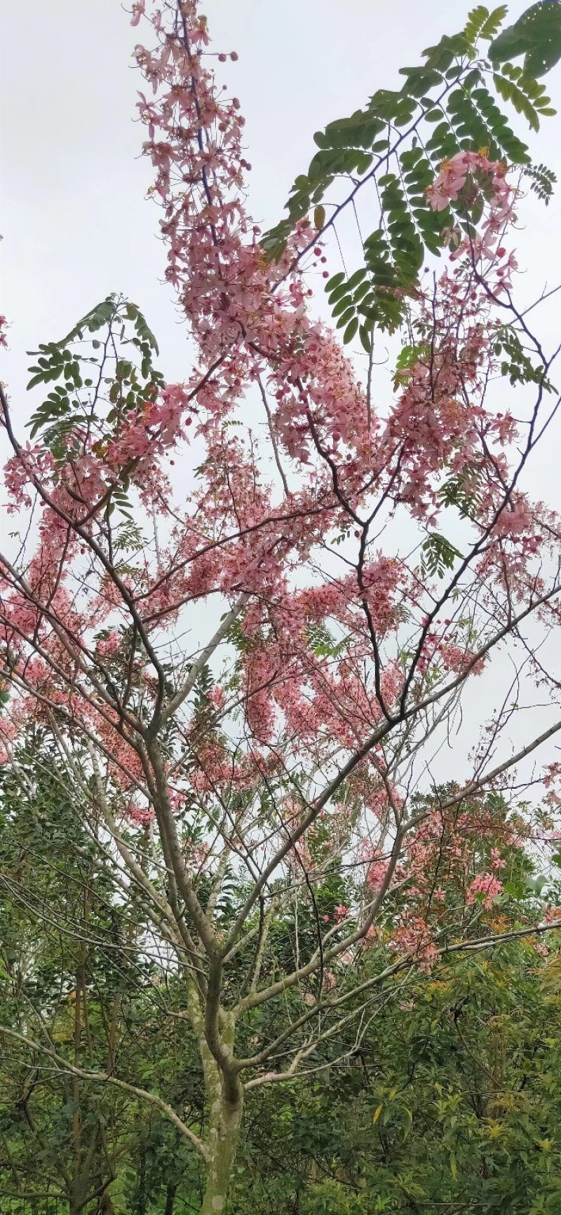花旗木苗又名桃红阵雨树，泰国樱花