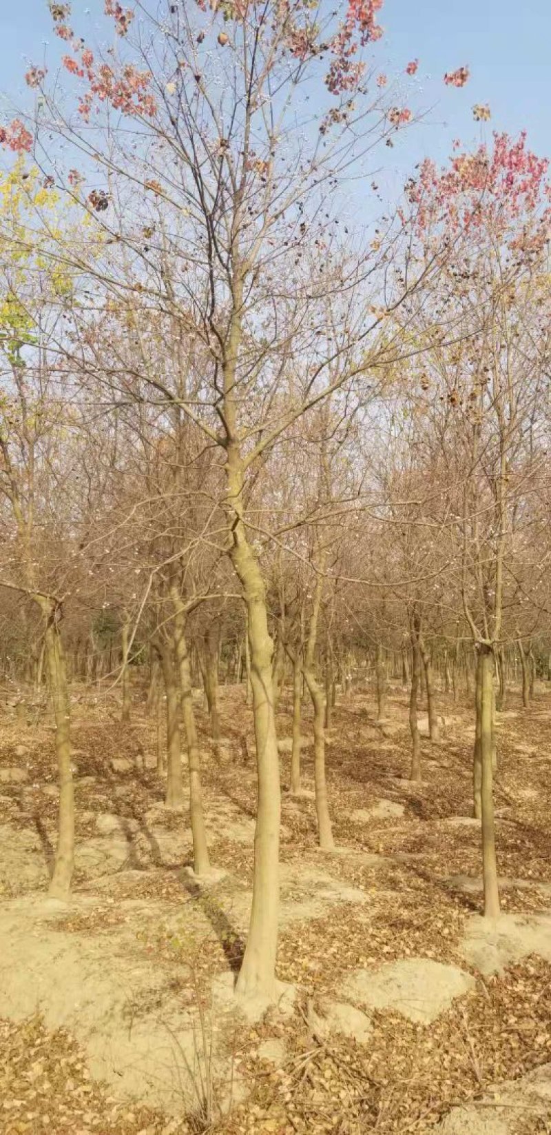 热销品种大量乌桕2-20公分，丛生乌桕
