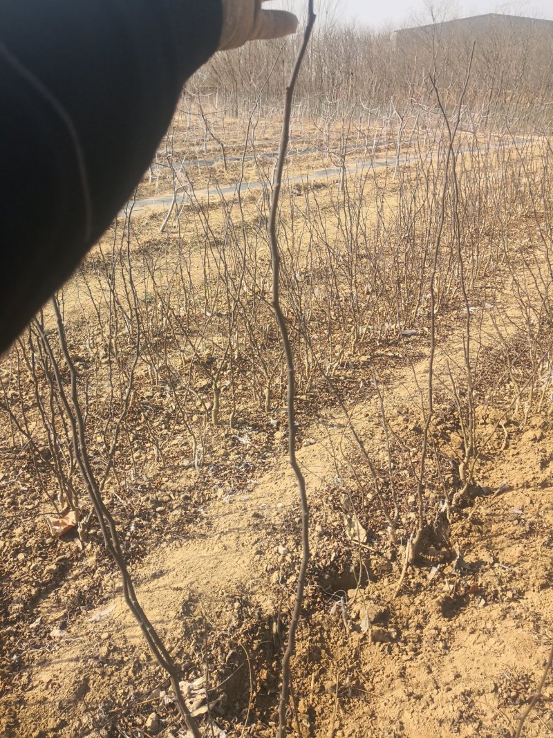 正宗无刺（黄盖狮子头）花椒苗当年结果保品种保湿邮寄