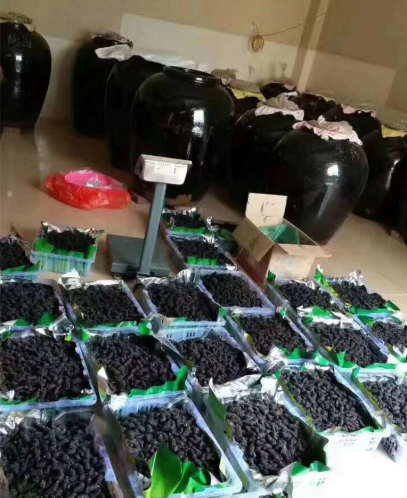 【荐】桑葚，现摘现发全程冷链，凉山州德昌县桑葚一手货源