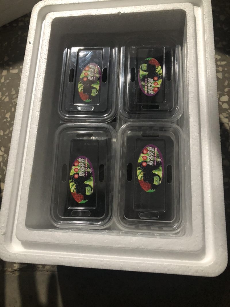 【荐】桑葚，现摘现发全程冷链，凉山州德昌县桑葚一手货源