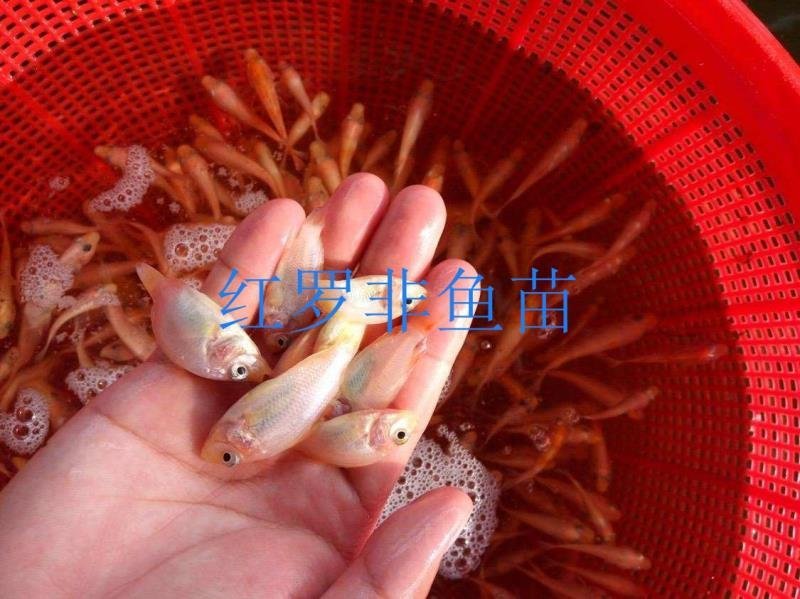 红罗非鱼苗彩红鲷罗非鱼苗各种齐全鱼苗批发