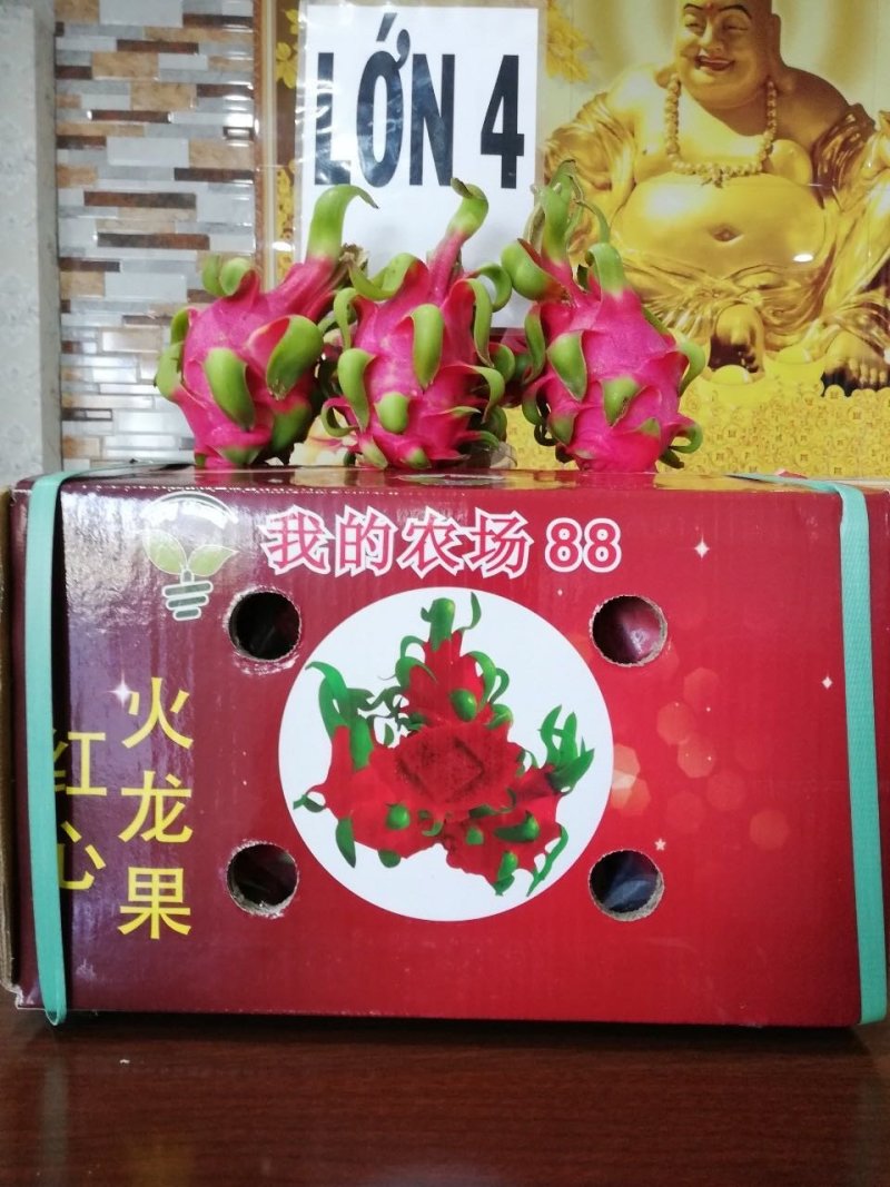 红心火龙果