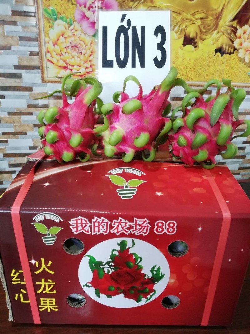 红心火龙果