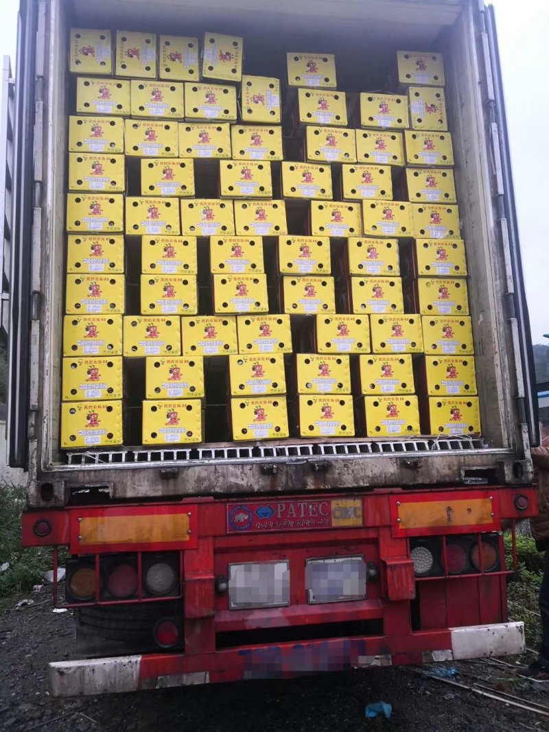 红心火龙果