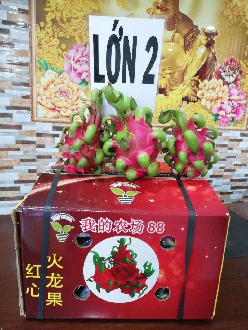 红心火龙果