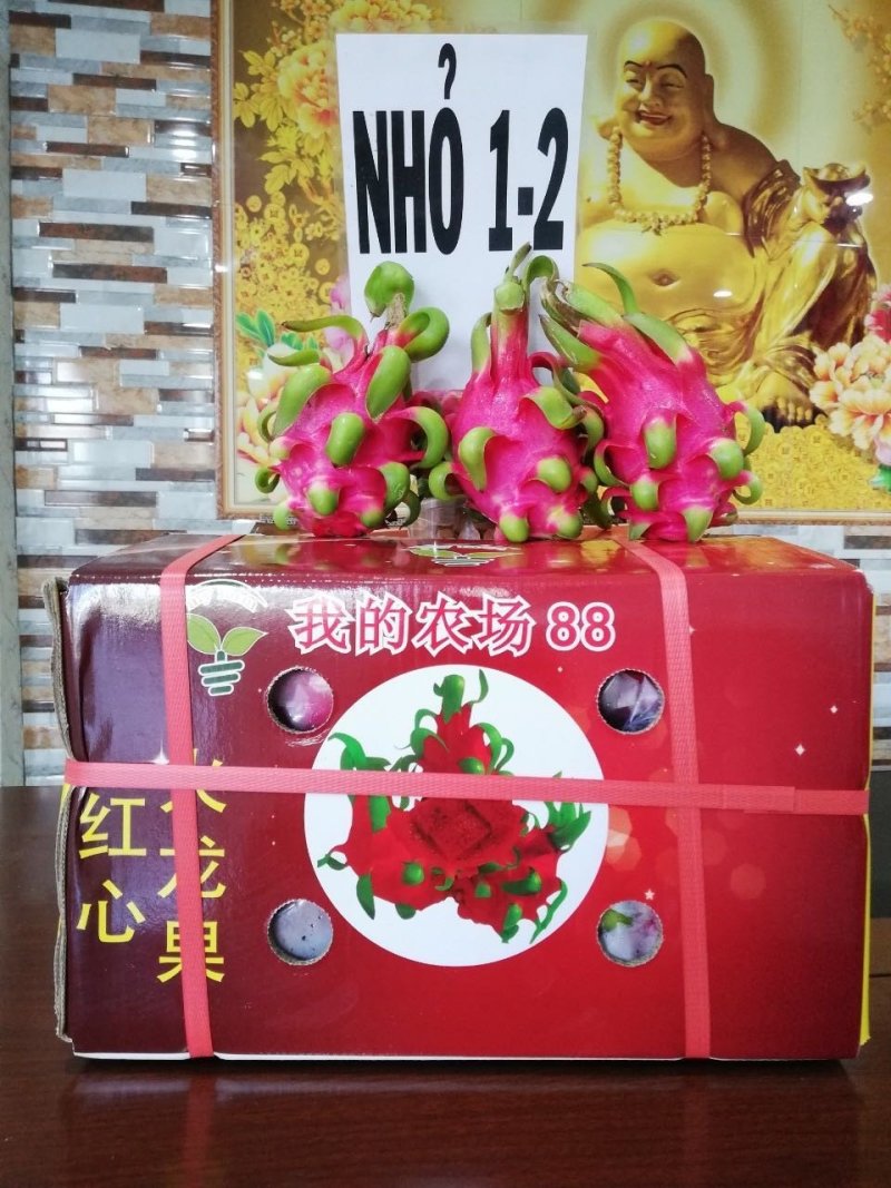 红心火龙果