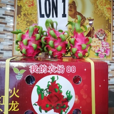 红心火龙果