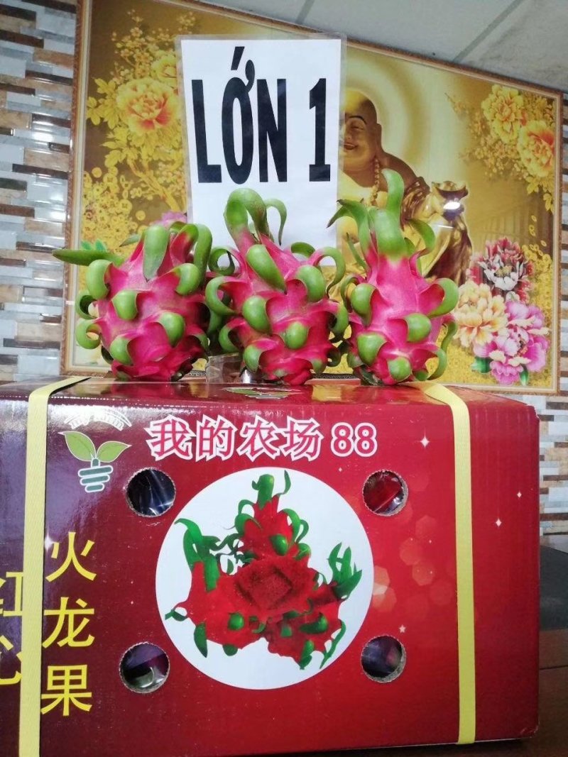 红心火龙果