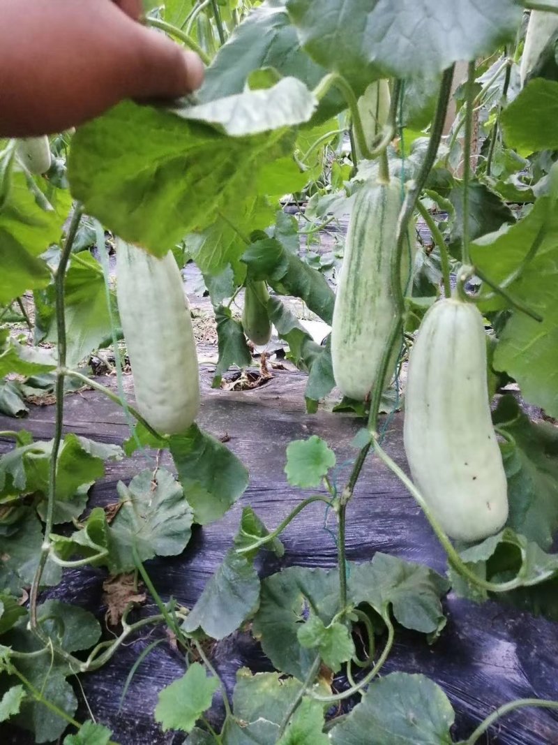 山东聊城莘县香瓜甜瓜博洋六一博洋九号大量上市
