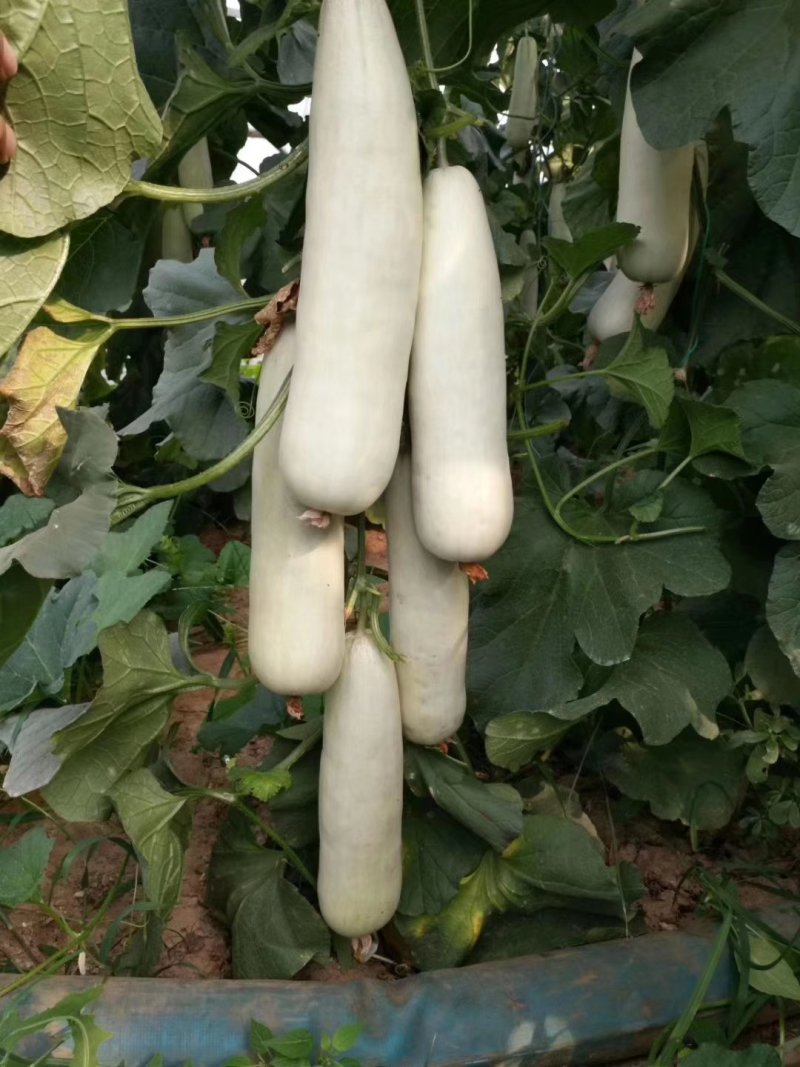 山东聊城莘县香瓜甜瓜博洋六一博洋九号大量上市