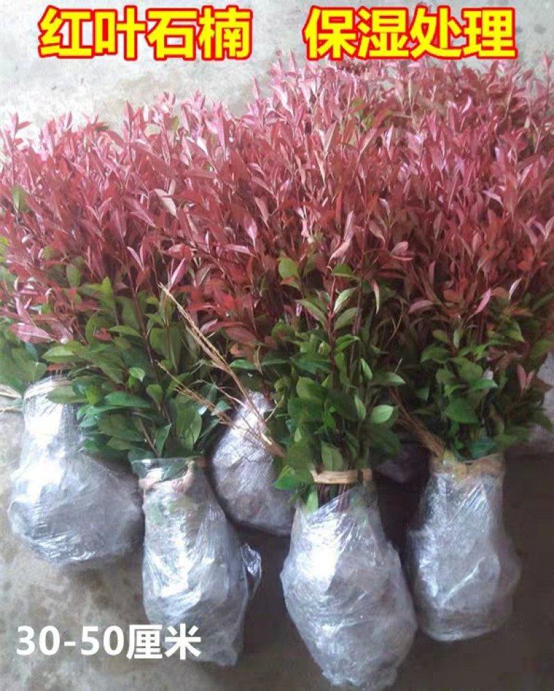 红叶石楠苗庭院绿化苗木园林绿化红叶石楠树苗庭院植物