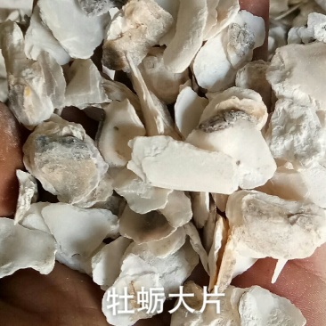牡蛎片中药材生牡蛎片煅牡蛎牡蛎中药材