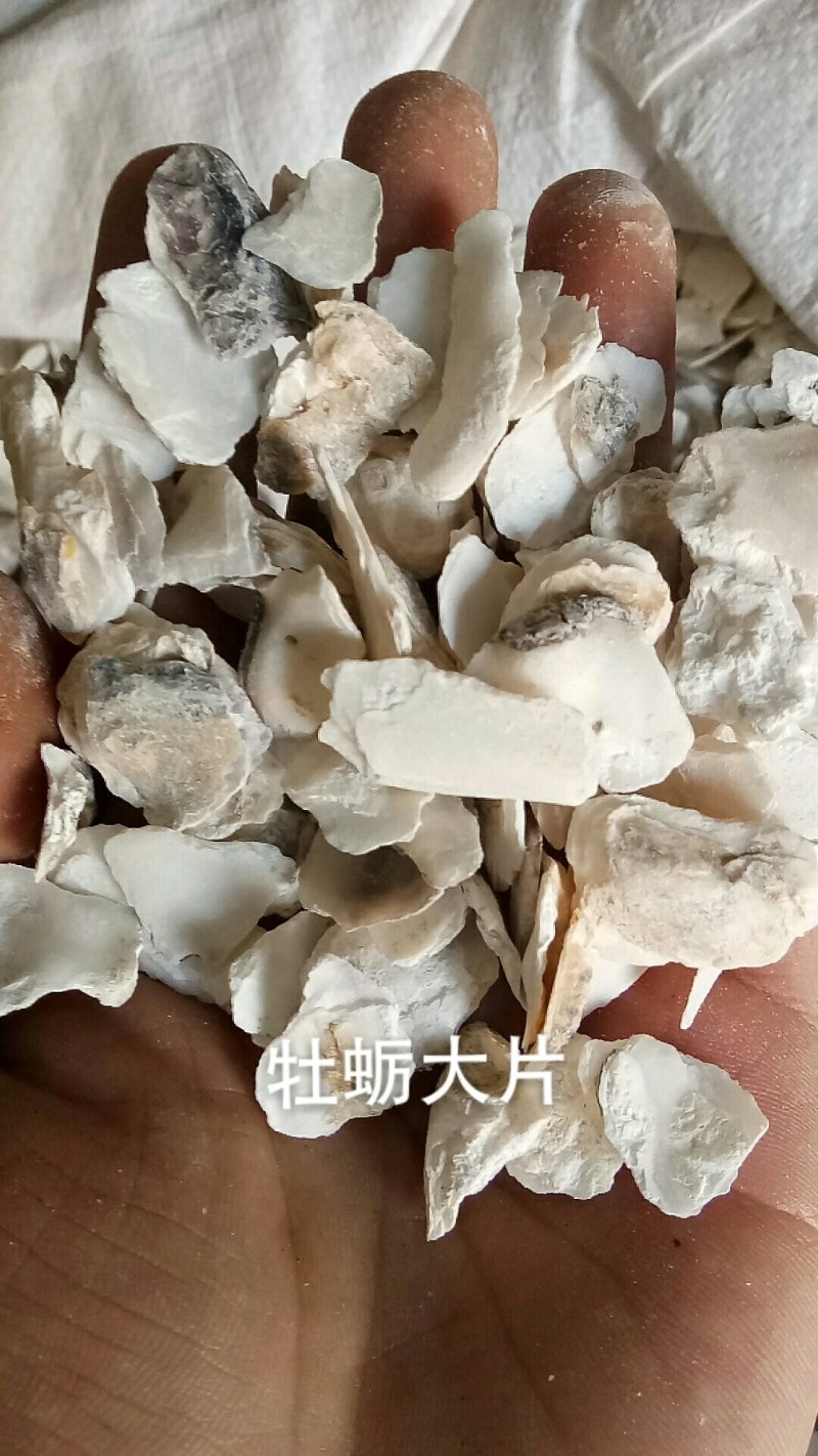 牡蛎片中药材生牡蛎片煅牡蛎牡蛎中药材