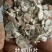牡蛎片中药材生牡蛎片煅牡蛎牡蛎中药材