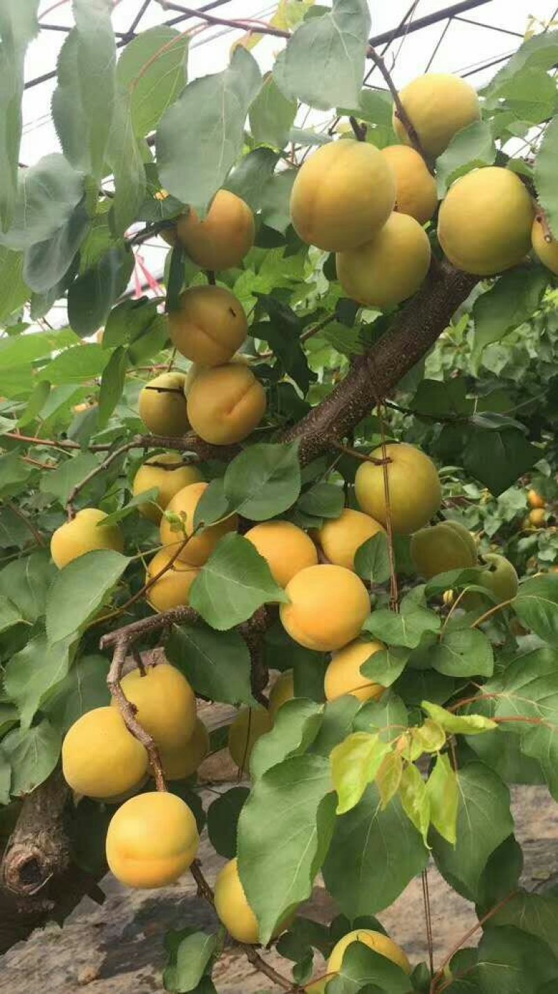 金太阳，丰园红，胭脂红，凯特，秦杏大量上市