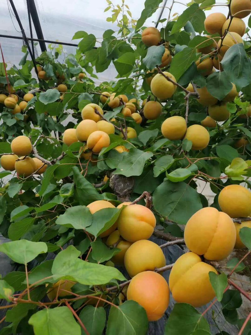 金太阳，丰园红，胭脂红，凯特，秦杏大量上市