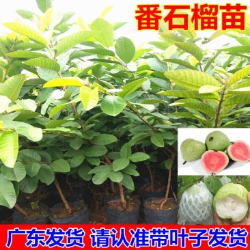 珍珠番石榴苗四季番石榴苗木子苗珍珠芭乐
